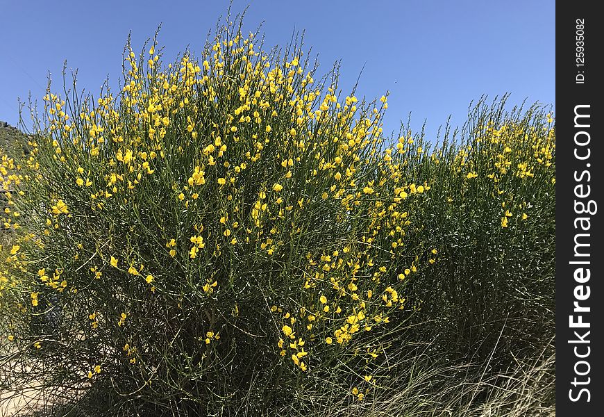 Yellow, Flora, Plant, Flower