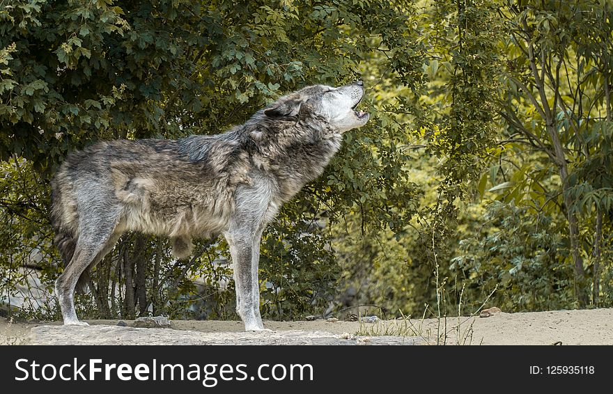 Wildlife, Wolf, Fauna, Coyote