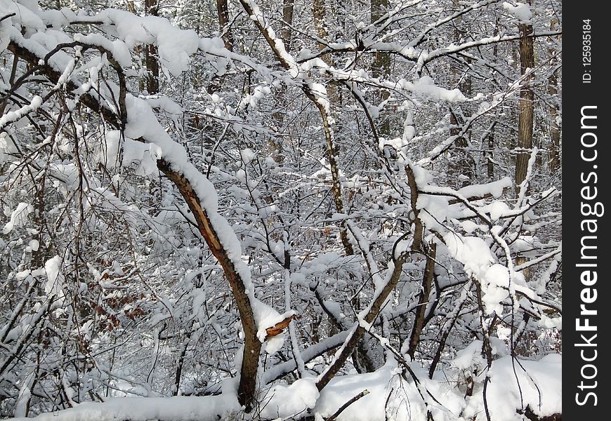 Snow, Branch, Tree, Winter