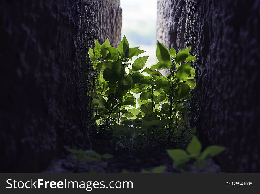 Window in a castle