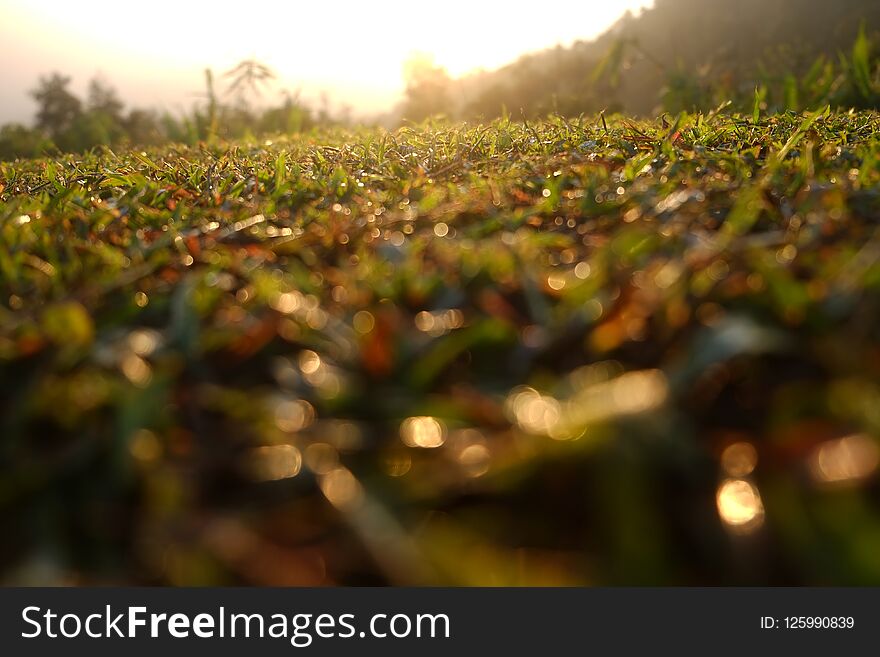 View of beautiful sunrise over grass field cause dew bokeh in Nan, Thailand.