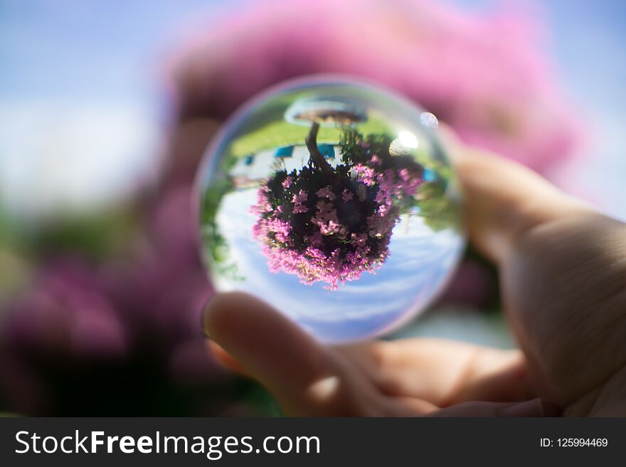 Contact juggling. Hand and acrylic ball. The flowering pink bush is reflected in the glass sphere.