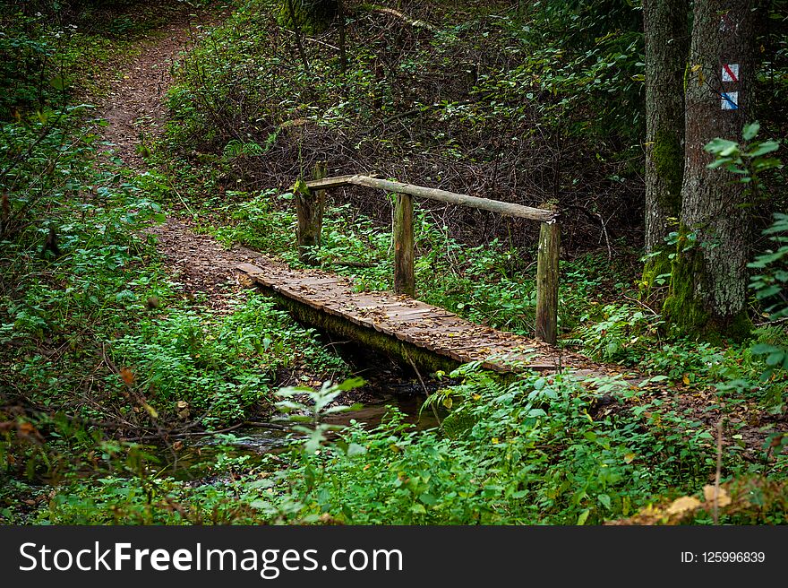 Wooden Bridge And Path In The Forest. Lithuania