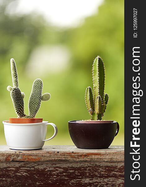 Cactus in white plastic pot on mable table at the in front of house with blurred garden view textured background. Cactus in white plastic pot on mable table at the in front of house with blurred garden view textured background