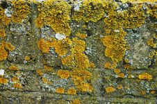 Moss Royalty Free Stock Photos Moss Royalty Free Stock Photos