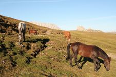 Horses Grazing On High Pasture Royalty Free Stock Photos Horses Grazing On High Pasture Royalty Free Stock Photos