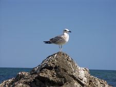 Lonely Gull Royalty Free Stock Images Lonely Gull Royalty Free Stock Images