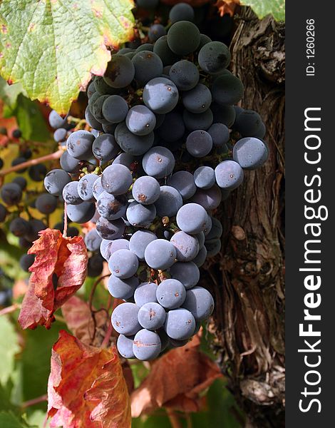 Ripe grape cluster surrounded by fall leaves. Ripe grape cluster surrounded by fall leaves