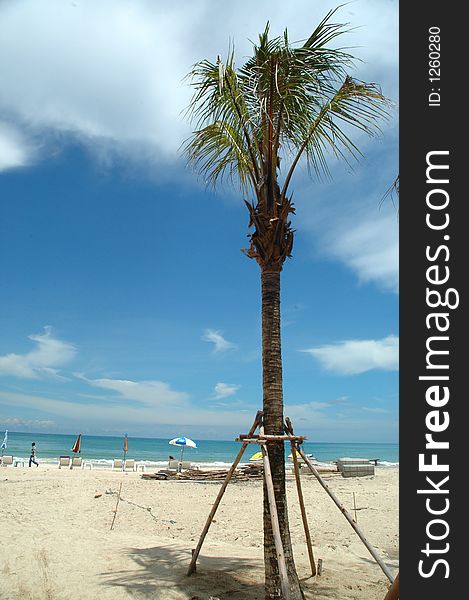 Beach and palmtree