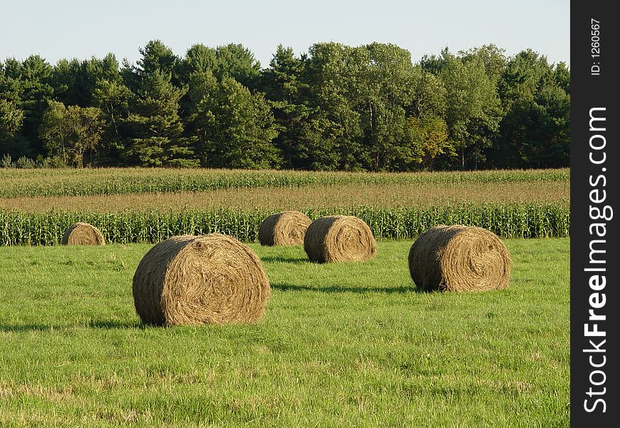 Round bales of hay dotting the landscape. Round bales of hay dotting the landscape.
