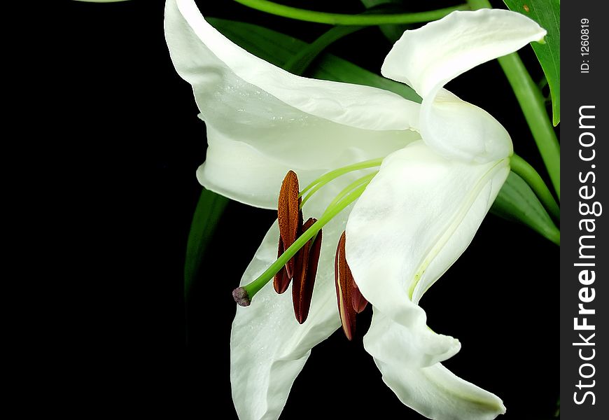 White lily close up whit reds stamens. White lily close up whit reds stamens