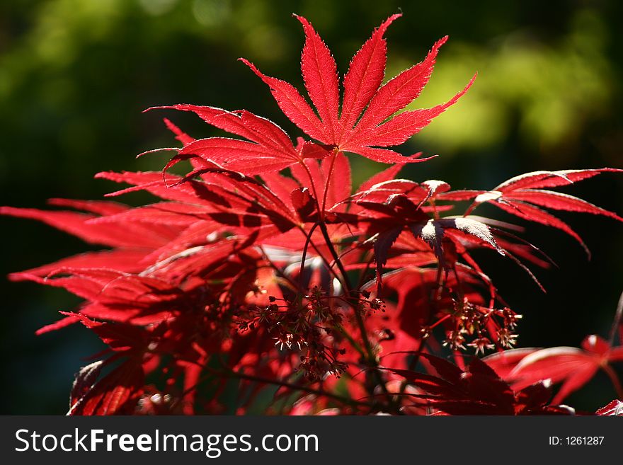 Autumn Leaves with greenish background