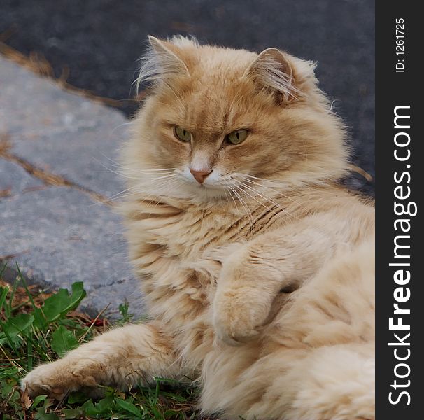 Photo of an alert domestic cat