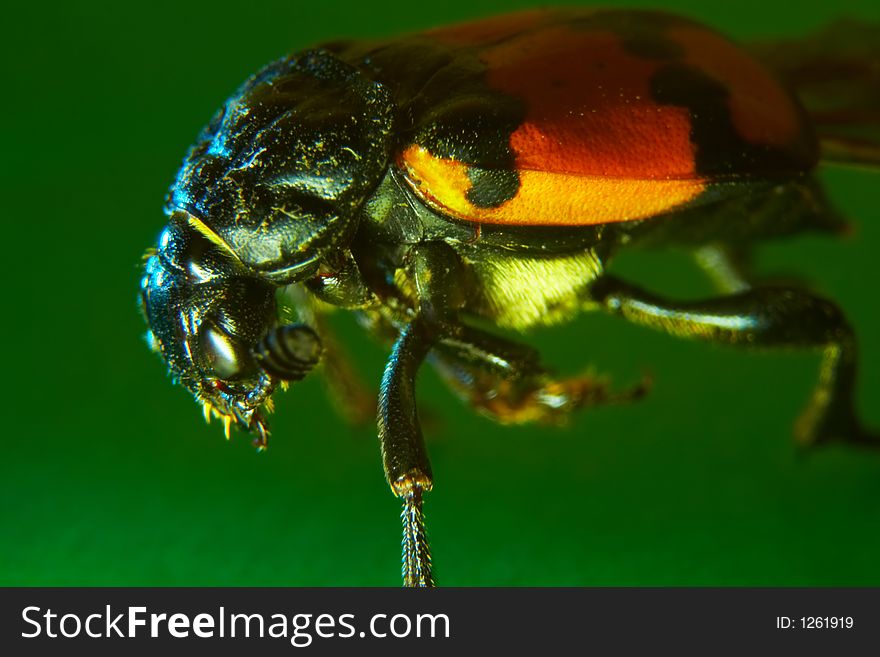 The red bug on a green background