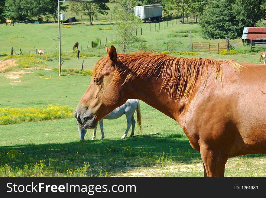 Brown chestnut quarter horse mediatating