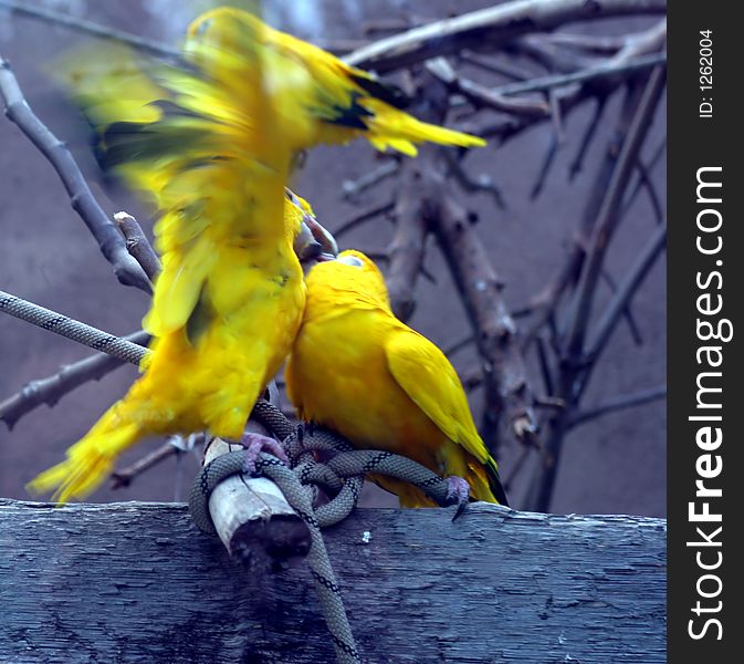 Male parrot kissing female parrot. Male parrot kissing female parrot