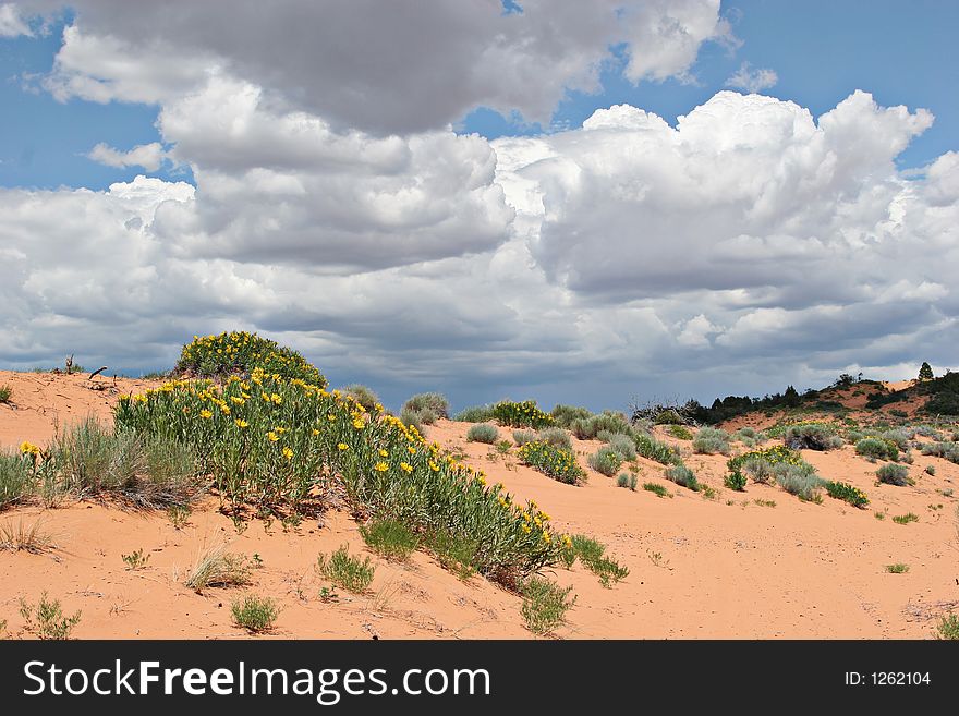 Coral pink sand dunes