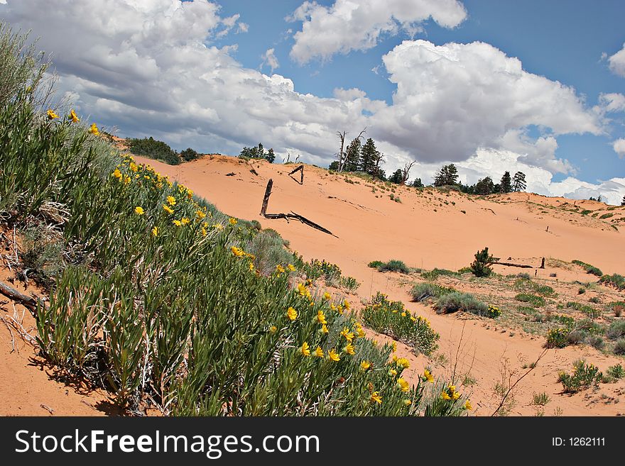 Coral Pink Sand Dunes