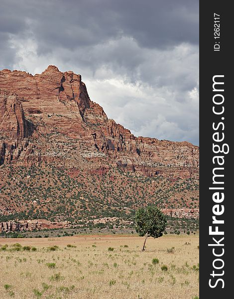 Lonely Tree And Red Rocks