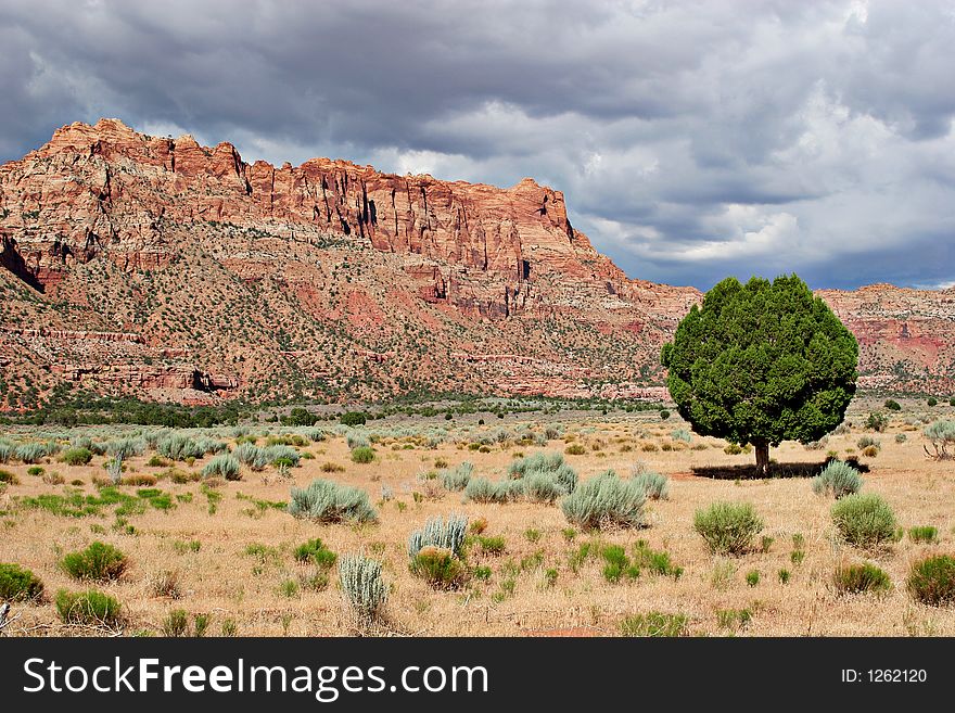 Lonely Tree And Red Rocks