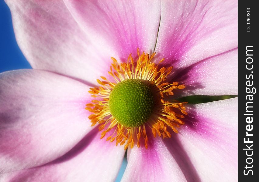 A Japanese anemone flowery close up. A Japanese anemone flowery close up.