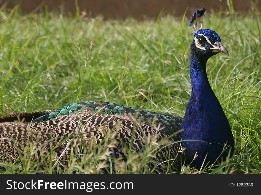 peacock portrait