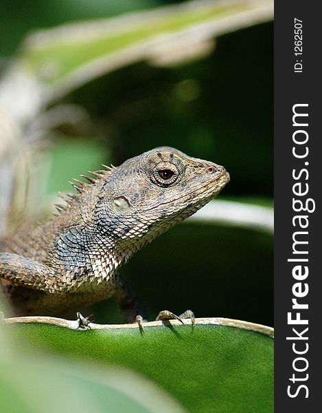 Close up lizard/dragon on a cactus plant,