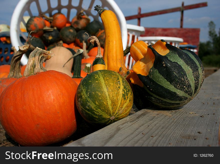 A bushel of pumpkins & gourds. A bushel of pumpkins & gourds