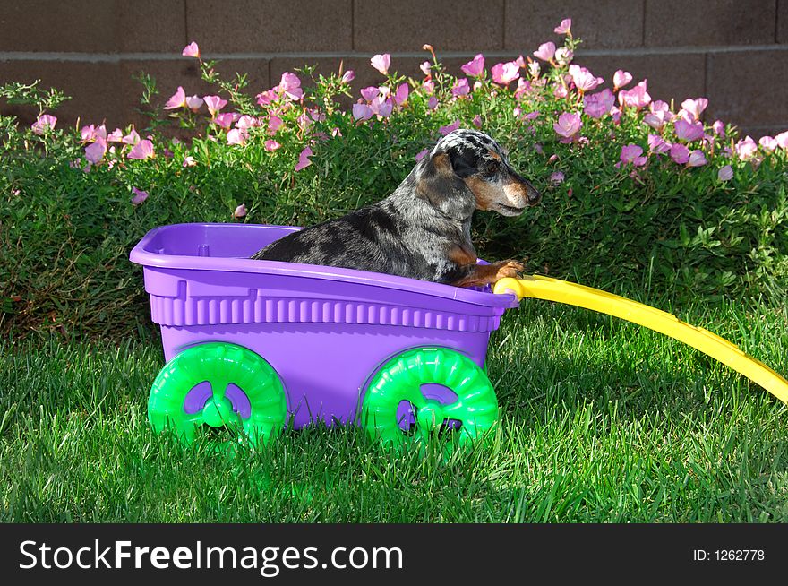 Little Girl Dachshund in the Wagon