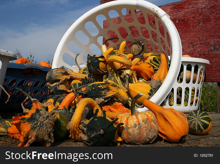 A bushel of pumpkins & gourds (focus on basket). A bushel of pumpkins & gourds (focus on basket)