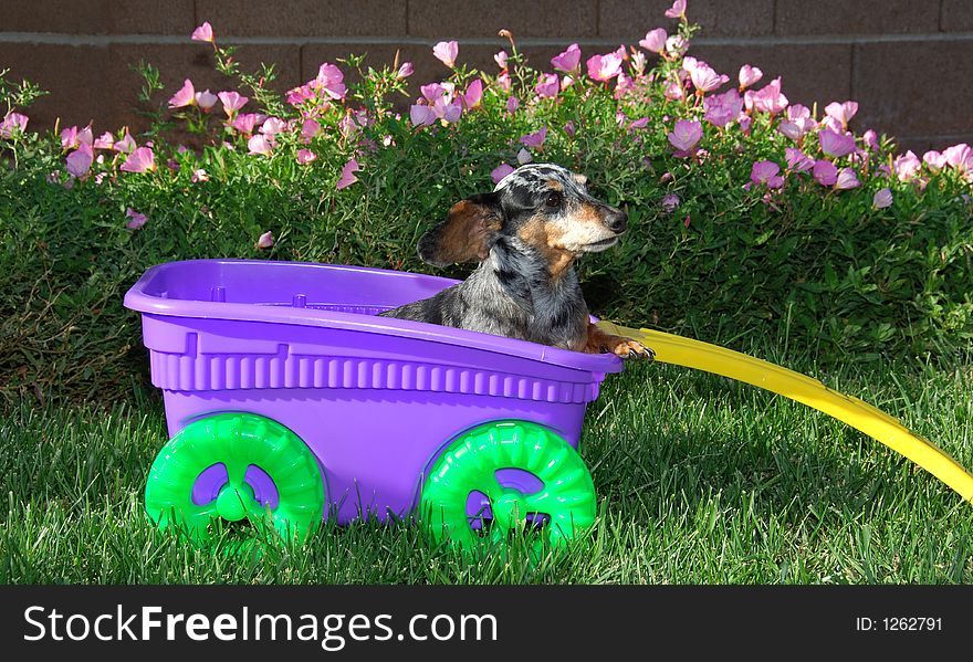 Silver dapled dachshund in a wagon. Silver dapled dachshund in a wagon