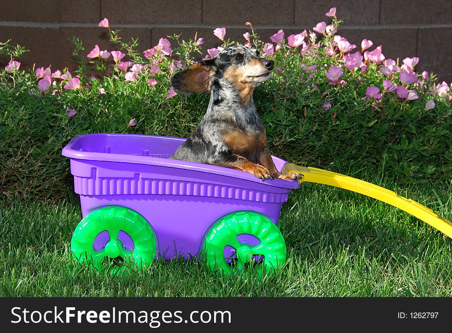 Silver dapled dachshund in a wagon. Silver dapled dachshund in a wagon