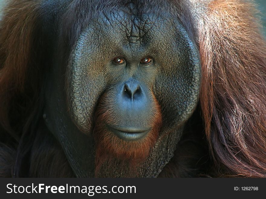 Intense portrait of a male orangutan. Intense portrait of a male orangutan