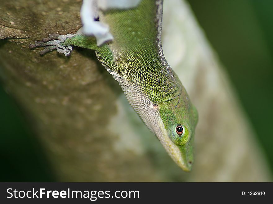 A lizard shedding it's skin, with intense eye contact. A lizard shedding it's skin, with intense eye contact.