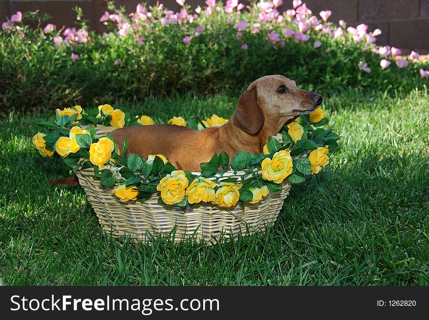 Little Girl Dachshund in a Basket on the lawn