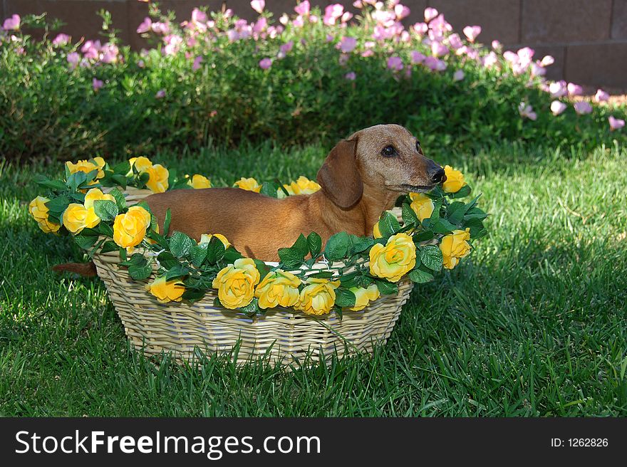 Little Girl Dachshund in a Basket on the lawn