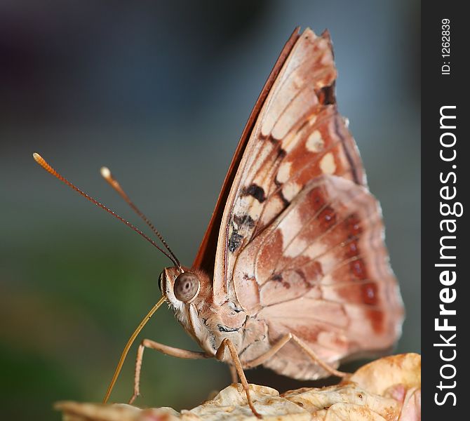 Very close macro of a butterfly. Very close macro of a butterfly