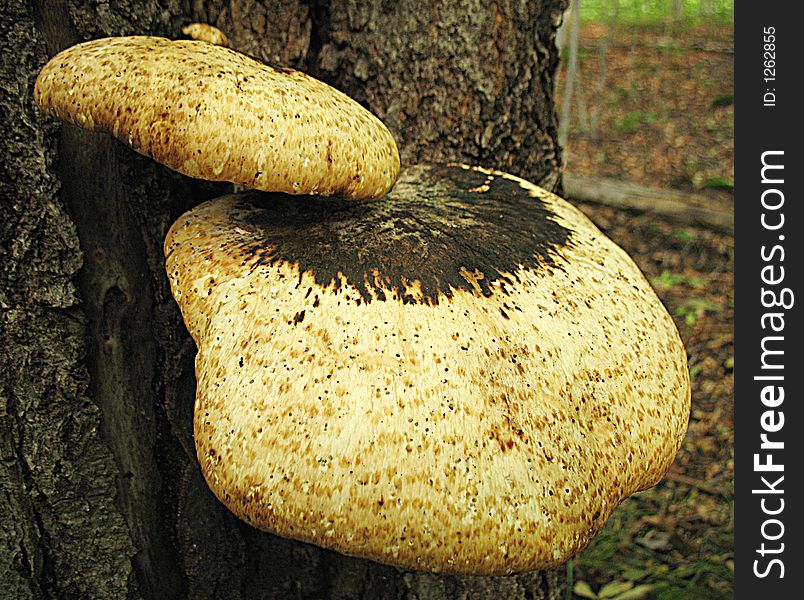 Tree Fungus