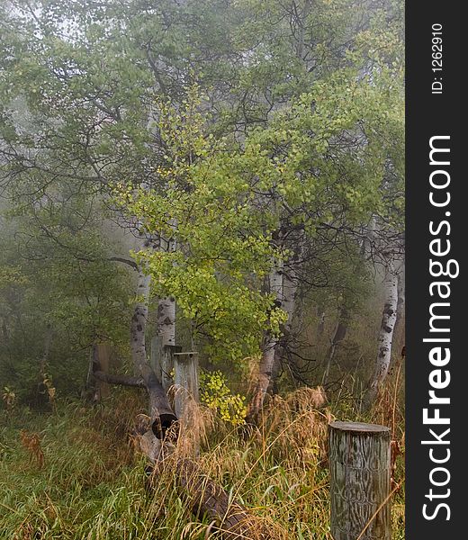 Trees, meadow, fence in fog. Trees, meadow, fence in fog