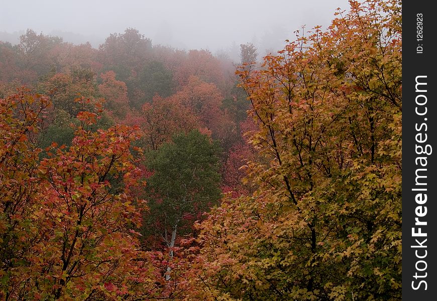 Autumn trees on hillside in fog. Autumn trees on hillside in fog