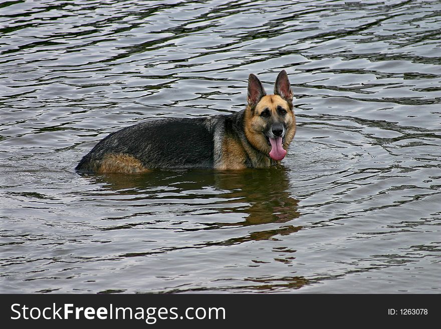Black and tan german sheppard standing in the water with tongue hanging out. Black and tan german sheppard standing in the water with tongue hanging out
