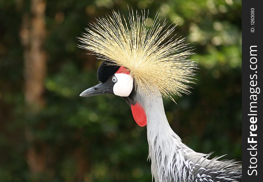 Close-up of African Crowned Crane