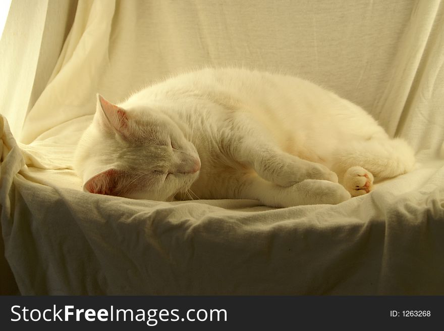 White cat napping in light box. White cat napping in light box