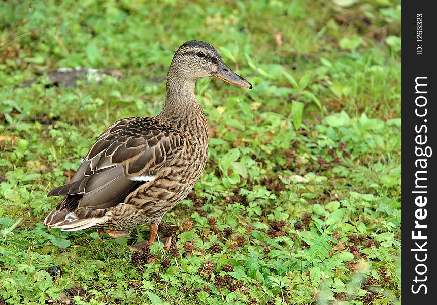 The rain has just passed, drops are still visible on a grass and feathers of the duck. The rain has just passed, drops are still visible on a grass and feathers of the duck