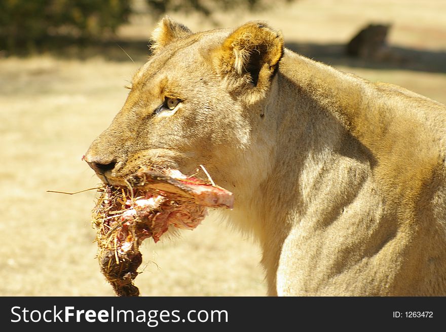 Lioness feeding at a nature reserve in the west of Johannesburg, South Africa August 2006