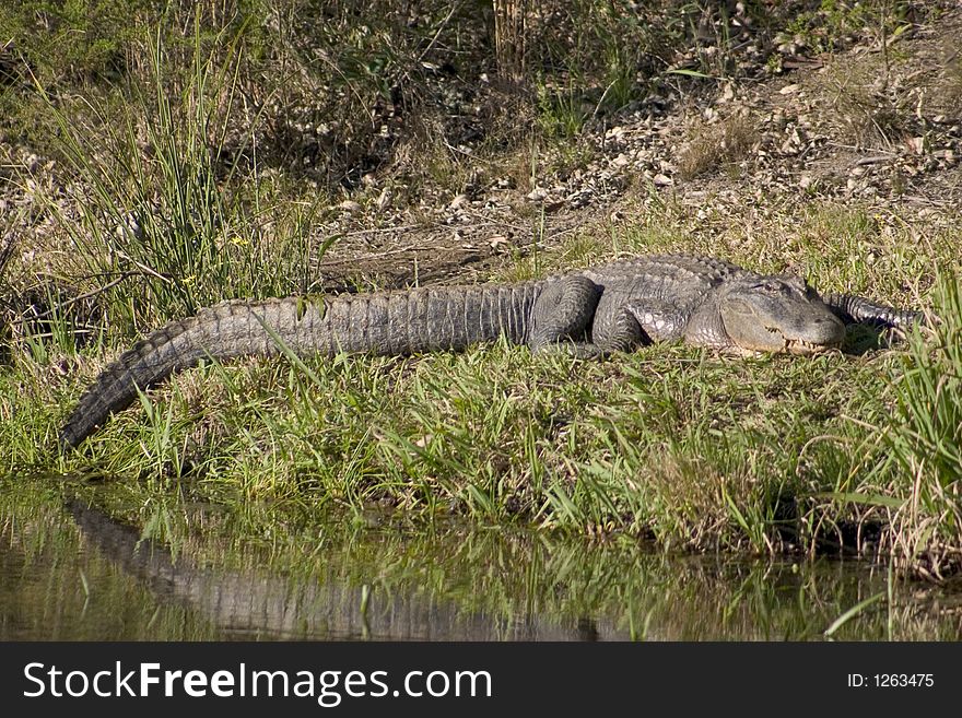 American alligator on thr bank of a river