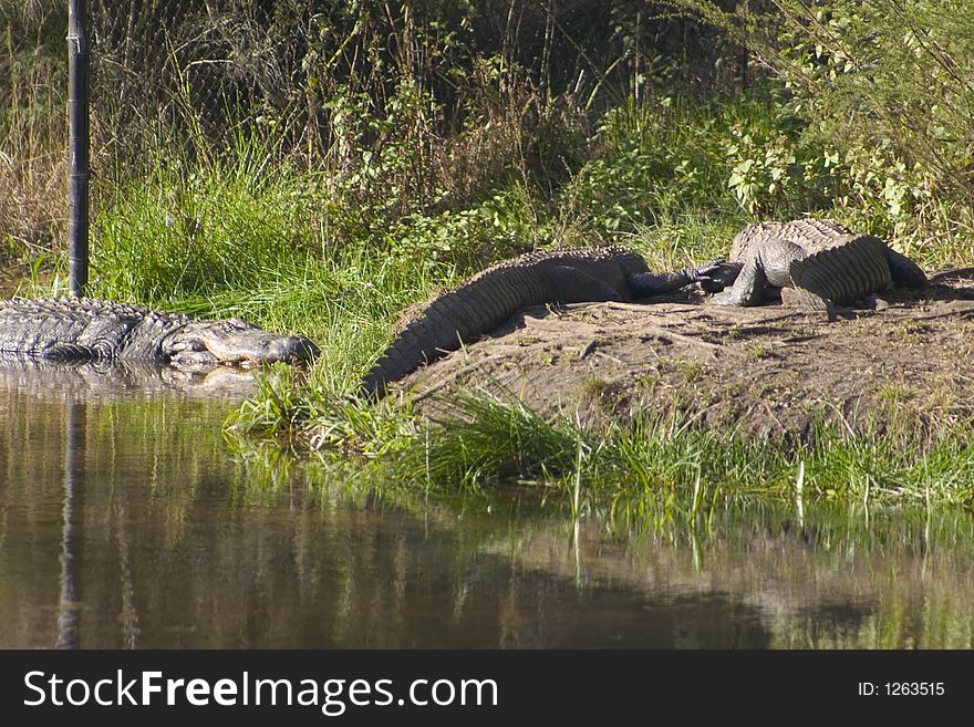 American alligators on the bank of a river