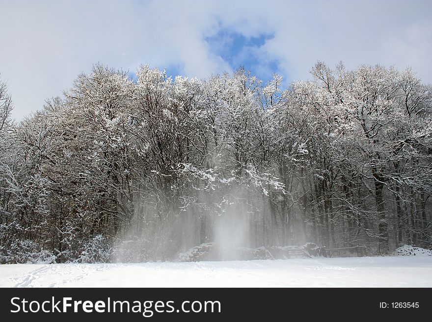 Digital photo of with snow covered trees and a blizzard. Digital photo of with snow covered trees and a blizzard