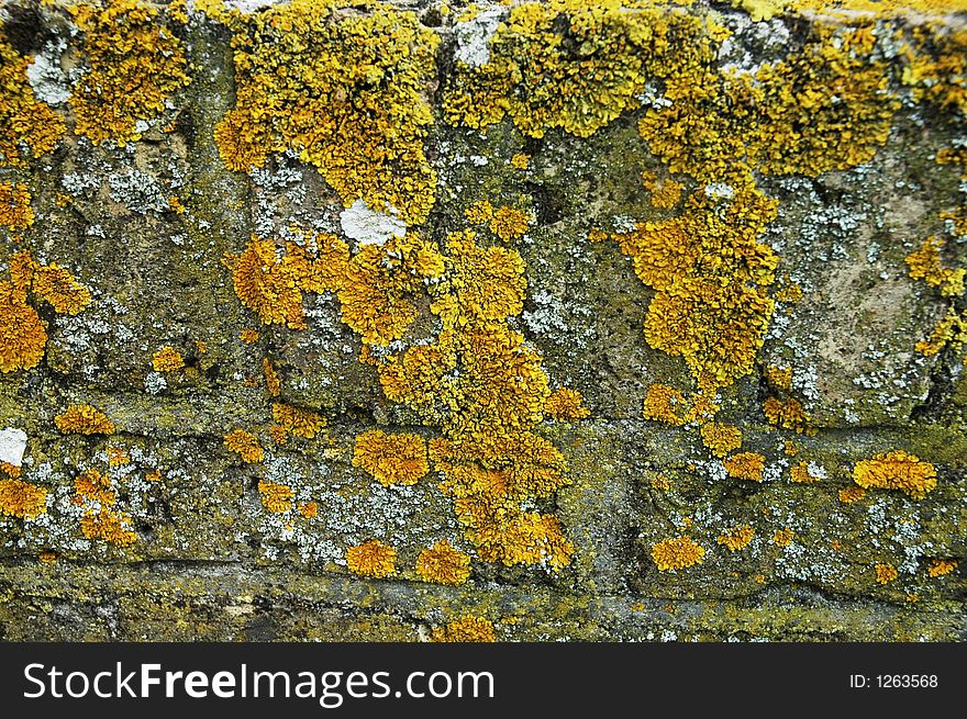 Moss on a church wall in Hollum on the island Ameland in the Northern of Holland