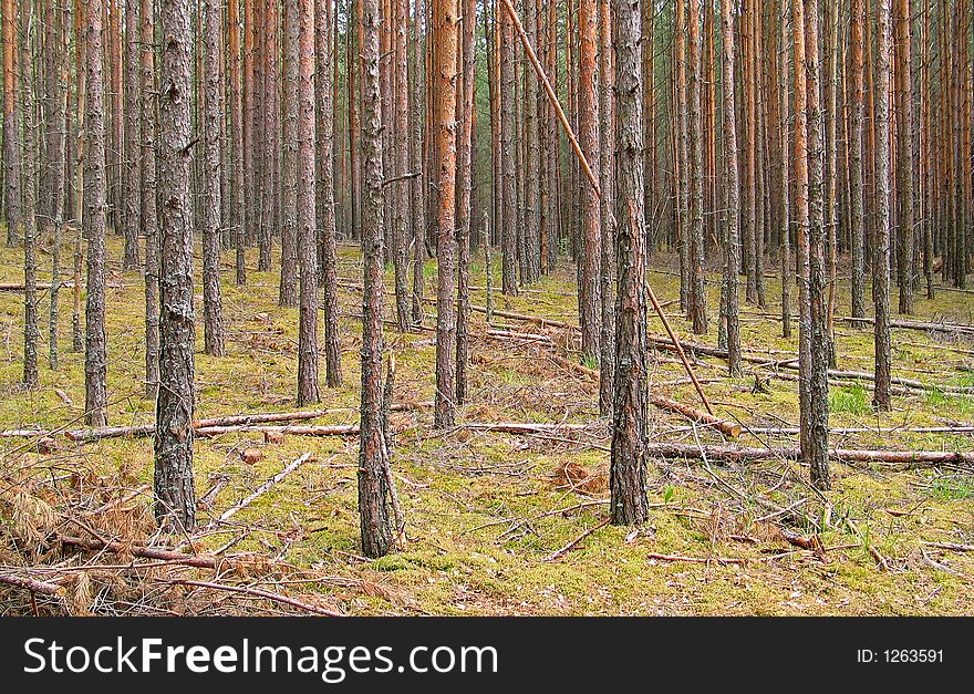 Forest with naked pines on green grass
